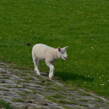 Kiebitznest * Sehestedt (Lower-Saxony)